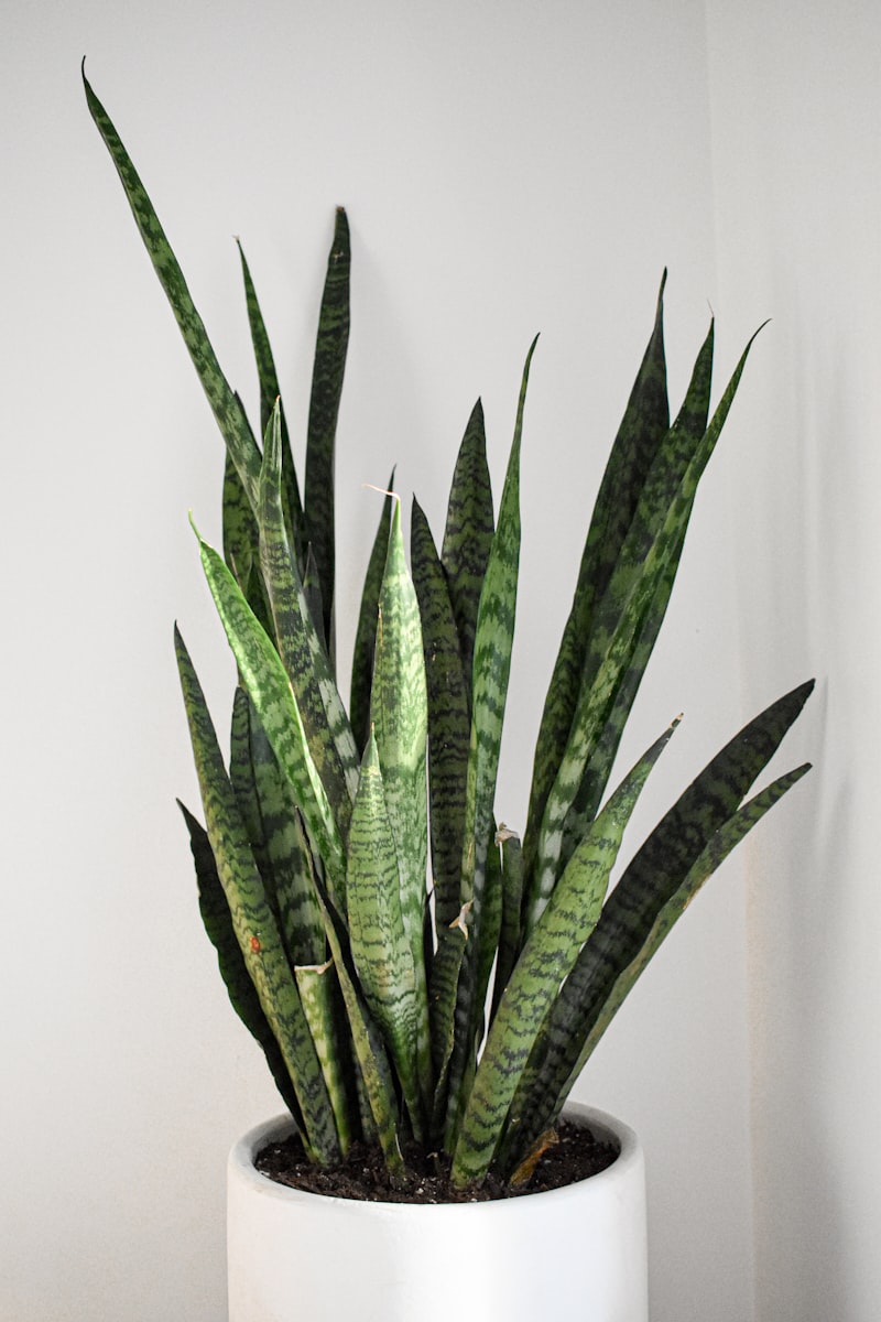 Indoor Plant - Snake Plant